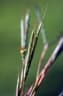 Andropogon gayanus