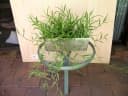 Paspalum conjugatum