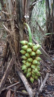 Attalea funifera