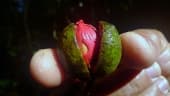 Virola gardneri