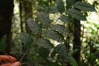 Drypetes chevalieri