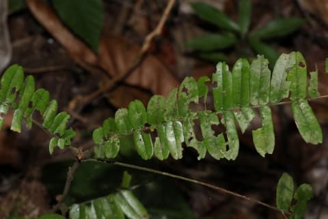 Rourea mimosoides