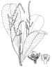 Campnosperma panamense