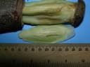Couratari guianensis