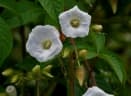 Merremia aegyptia