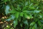 Eugenia confusa