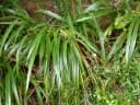 Dianella ensifolia