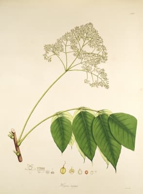 Heynea trijuga