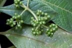 Psychotria micrantha