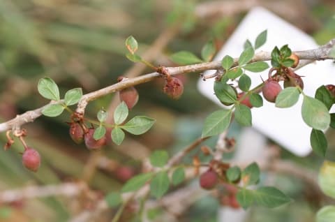 Bursera fagaroides
