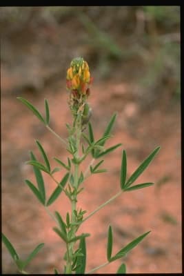 Crotalaria goreensis