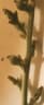 Thesium viride