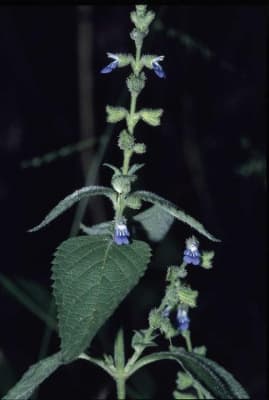 Salvia plebeia