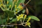 Persea venosa