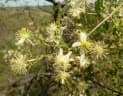 Clematis brachiata