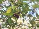 Endiandra sieberi