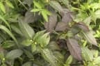 Alternanthera brasiliana