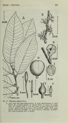 Myristica sulcata