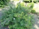 Indigofera tinctoria