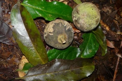 Drypetes gossweileri