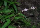 Persicaria odorata