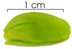 Inga umbellifera