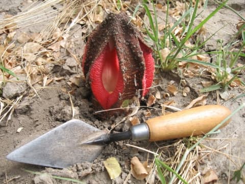 Hydnora abyssinica