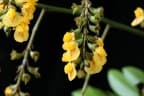 Pterocarpus officinalis