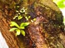 Asplenium nidus