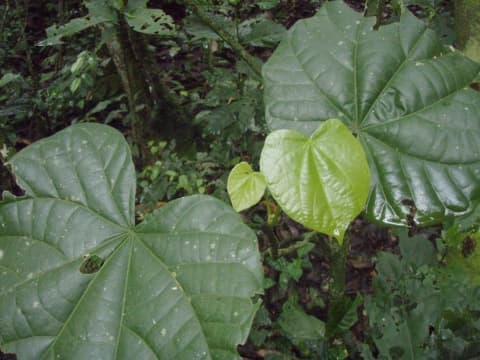 Pterygota mildbraedii
