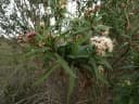 Baccharis salicifolia