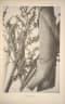 Calamus andamanicus