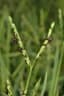 Paspalum distichum