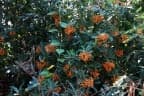 Pittosporum pentandrum