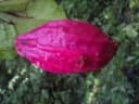 Epiphyllum thomasianum