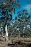 Eucalyptus tereticornis