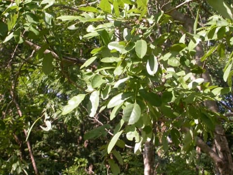 Pericopsis angolensis