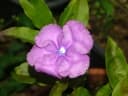 Brunfelsia grandiflora