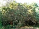 Millettia grandis