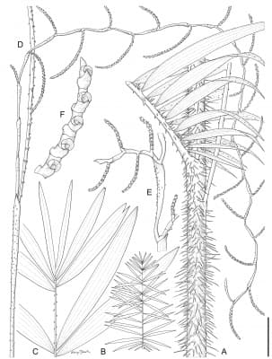 Calamus retroflexus