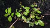 Hirtella ciliata