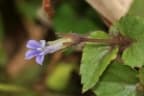 Lobelia zeylanica
