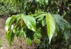 Antidesma montanum