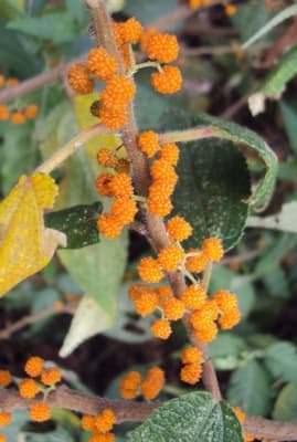 Debregeasia longifolia