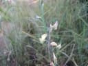 Crotalaria glauca