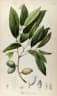 Myristica iners