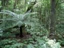 Cyathea australis