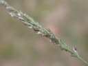 Eragrostis curvula
