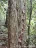 Machaerium stipitatum