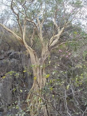 Ficus petiolaris